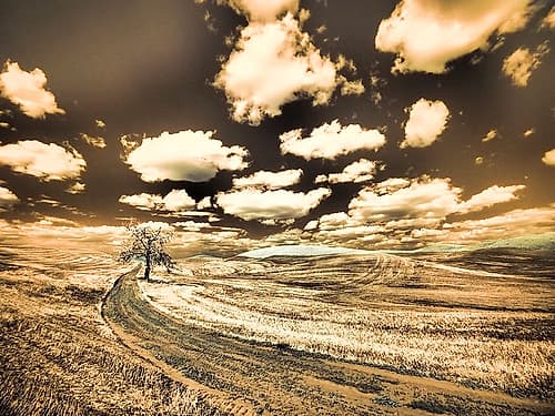 USA-Washington State-Palouse-Country backroad with lone tree Art Print